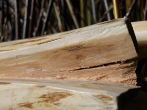 yew wood